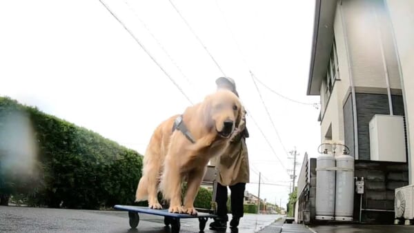 飼い主さんに台車を押してもらいご機嫌なハルくん（ゴールデンブヒさん提供）