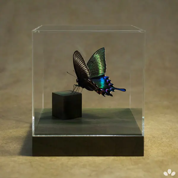 美しい蝶の標本 透明ケース入り 蝶 標本 アクリルケース入り 美しい蝶の標本 透明ケース入り