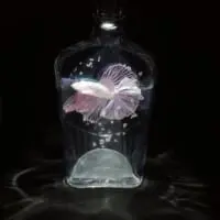 熱帯魚（カミヤ・ハセさん提供）