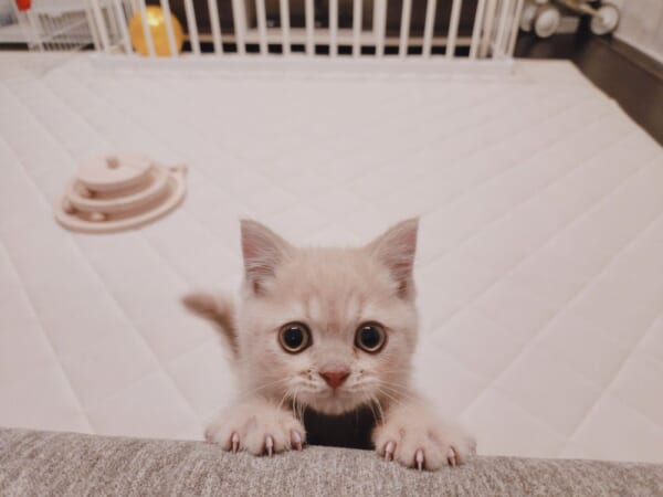 のぼれニャいよ。ソファの前で立ち往生する子猫。