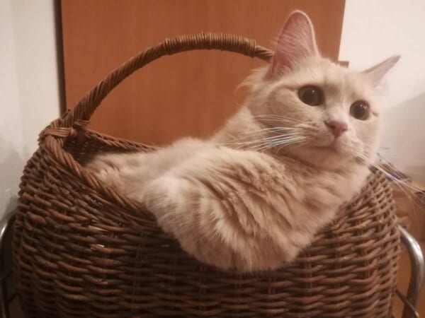 野菜カゴから身を乗り出し後方確認するミーコちゃん（ミーコさん提供）