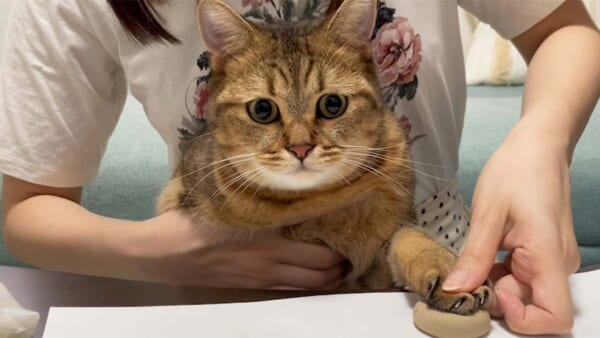 深刻そうな顔で手形をおすみにらくん（みにら日記さん提供）