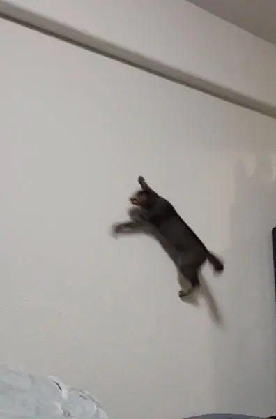 このあたりが最高到達点（しぴこめの記録さん提供）