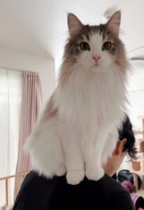 飼い主さんの肩に乗るララちゃん（飼い主さん提供）