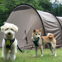 プードルのリクくん、柴犬のリンちゃんとも暮らす投稿者は大の犬好きな愛犬家です。