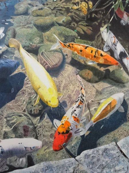 水を描かず優雅に泳ぐ鯉を表現　五感で感じた色彩を伝える色鉛筆画家・三賀亮介