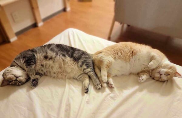 お尻をくっつけ相似形で眠るししまるくん（右）とさぶろーくん（左）（ししまるとさぶろー 短足マンチカンさん提供）