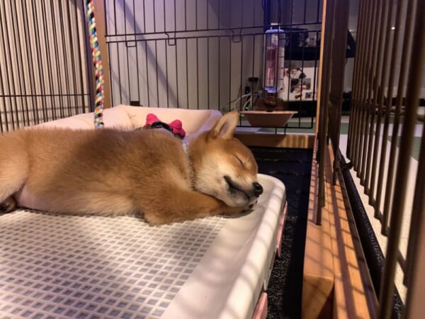前脚を添えてスヤア。遊び疲れて眠りにつく子犬。