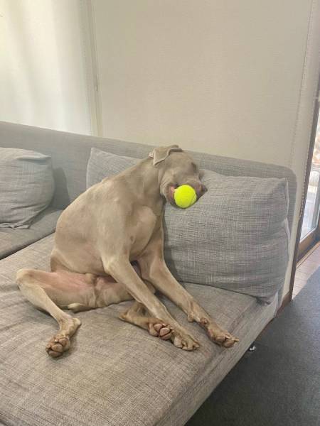 「遊びたい」けど「眠い」が勝った結果→ボールをくわえたまま寝落ちした犬