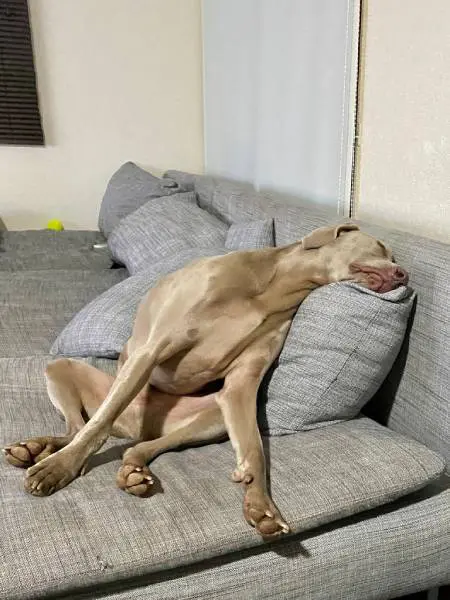 人間のように眠るルピくん