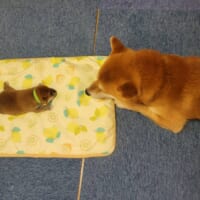 尊いが過ぎる……！見つめ合う柴犬親子にキュンキュンしちゃう