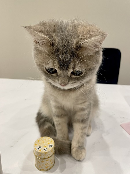 しょぼーん……　反省している愛猫が可愛すぎて怒れない