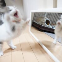 「僕のほうが強いんだぞ！」鏡に映った自分を大威嚇する子猫ちゃん