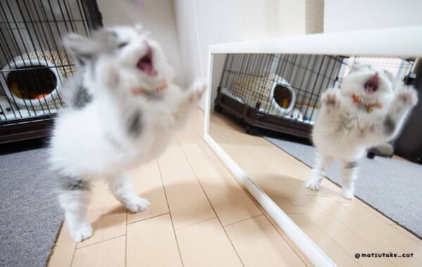 「僕のほうが強いんだぞ！」鏡に映った自分を大威嚇する子猫ちゃん