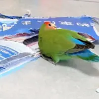 しかし中身までズタズタに……