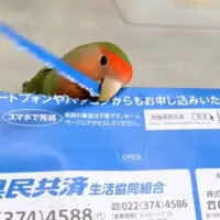 封筒を器用に開封するコザクラインコさん　しかし中身は大変なことに