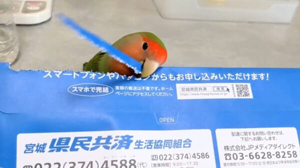封筒を器用に開封するコザクラインコさん　しかし中身は大変なことに