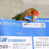 封筒をきれいに開けるりんごちゃん