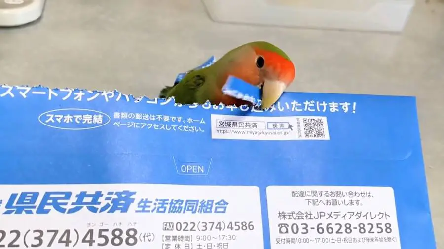 封筒をきれいに開けるりんごちゃん