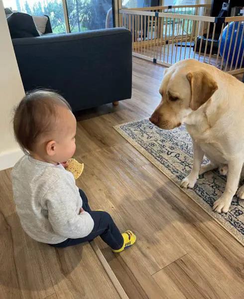 食べこぼしを狙う兄と一切動じない弟　人と犬のお菓子を巡る沈黙の攻防