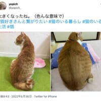 ビフォー＆アフターのツイート