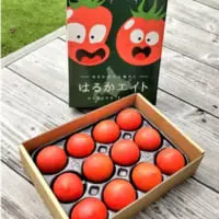 フルーツトマト「はるかエイト」