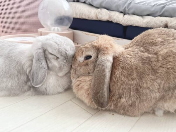 おでこぴったりは信頼の証　癒やし効果抜群の仲良しうさぎ