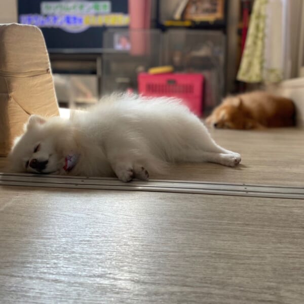 朝五時起床、散歩、ごはんを食べてスヤア。とある愛犬家の休日の朝。
