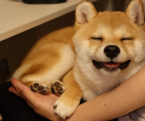 膝の上でニッコリ。愛犬のご満悦な表情に飼い主メロメロ。