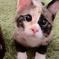 一体どうしたの？ウルウルした目で飼い主を見つめる「ぴえん猫」。