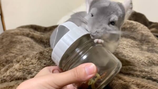 ビンのフタを器用に開けるチンチラの金太郎くん（金太郎の日常さん提供）
