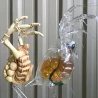 顕微鏡越しでしか見れなかったミジンコがそこにはいました。