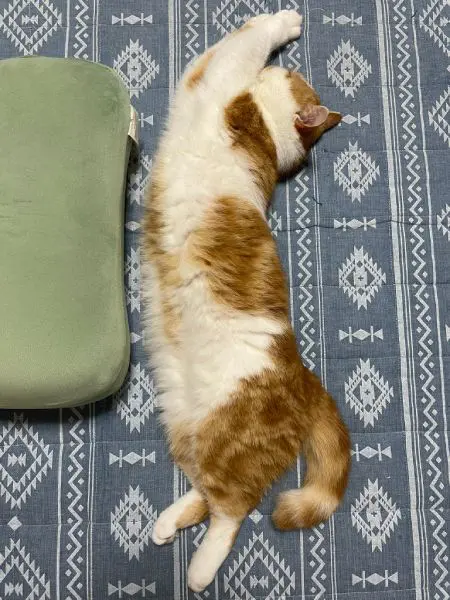 体長測ってニャン　モフっとのびーる猫ちゃん