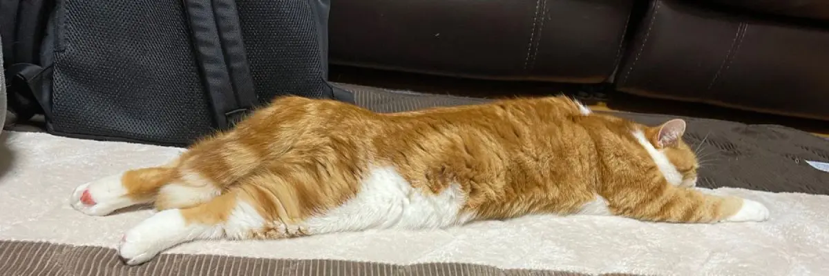飼い主のTwitterプロフィールバナーでは伸びている姿のモンブランくんの画像。