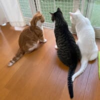 4匹の猫ちゃんと暮らす飼い主。愛猫たちの仲は良好だそう。