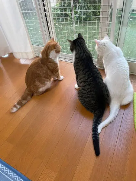 4匹の猫ちゃんと暮らす飼い主。愛猫たちの仲は良好だそう。