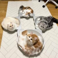 向かい合って猫鍋に入る4匹の猫（ぽてこゆこめ＋うなさん提供）