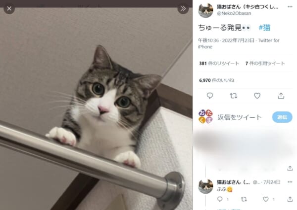 表情一変！場所不問の猫の魔法の合言葉「ちゅ～る」。