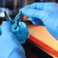 砂糖で出来た蝶