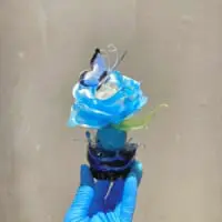 完成した「雨上がりの青牡丹」
