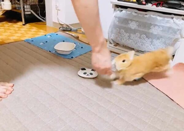 まるでポケモン？うさぎの「でんこうせっか」がカメラも捉えられないレベル