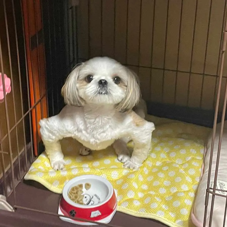 前足が外側に開くシーズー 他のワンちゃんと違ってもそれは立派な 