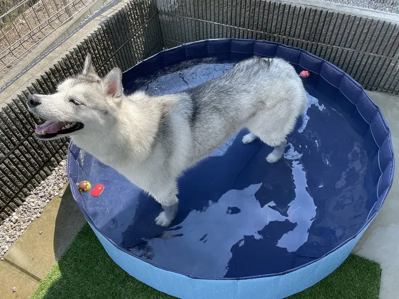 水遊びやプールが大好き