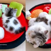 1年前の姿と今日の姿　大きく成長した愛猫の姿に飼い主感涙