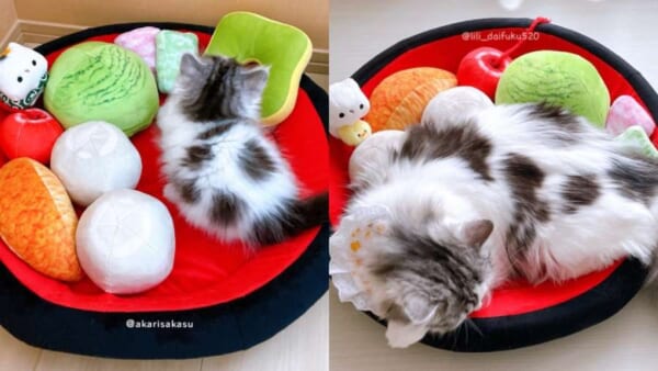 1年前の姿と今日の姿　大きく成長した愛猫の姿に飼い主感涙
