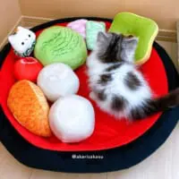 お迎えした当初のりりちゃん