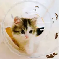 お迎え初日のりりちゃん