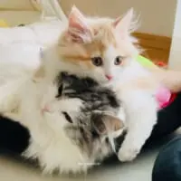 妹猫のぽぽちゃんと一緒に