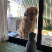 ガラス越しに見つめ合う猫と犬がまるでロミオとジュリエット