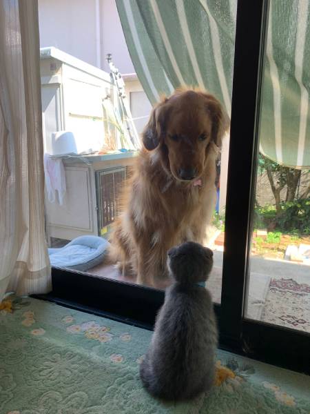 ガラス越しに見つめ合う子猫と犬　まるでロミオとジュリエット